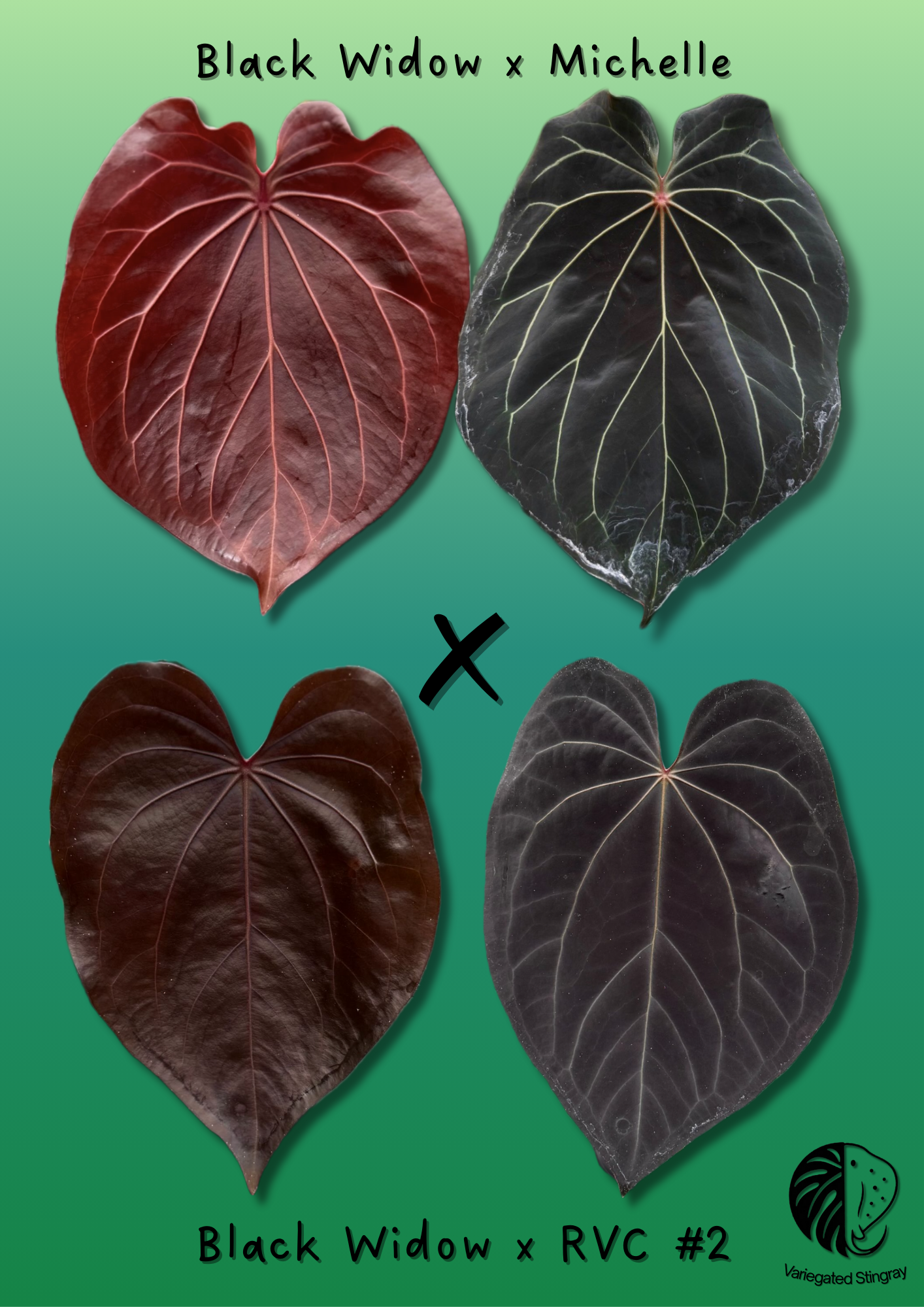 (Black Widow x Michelle) x (BW x RVC #2) - seeds