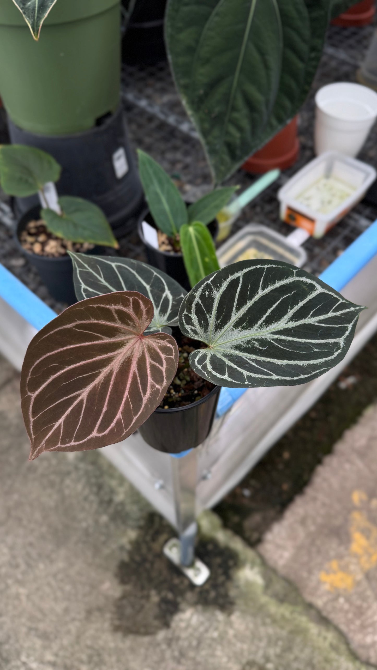 Anthurium King of Spades (select holdback)