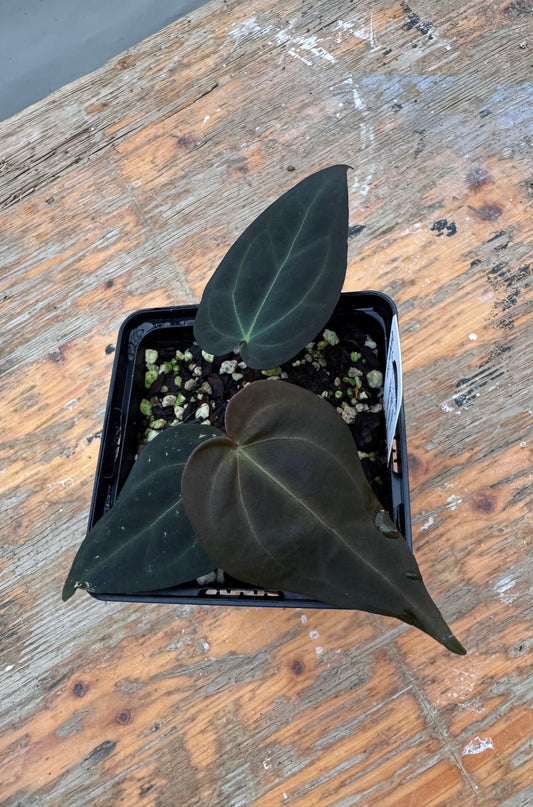 Black Widow x RVC F2 - selected