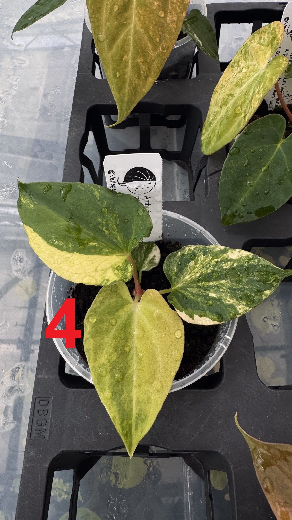 pap var. x pap 'Ralph Lynam'