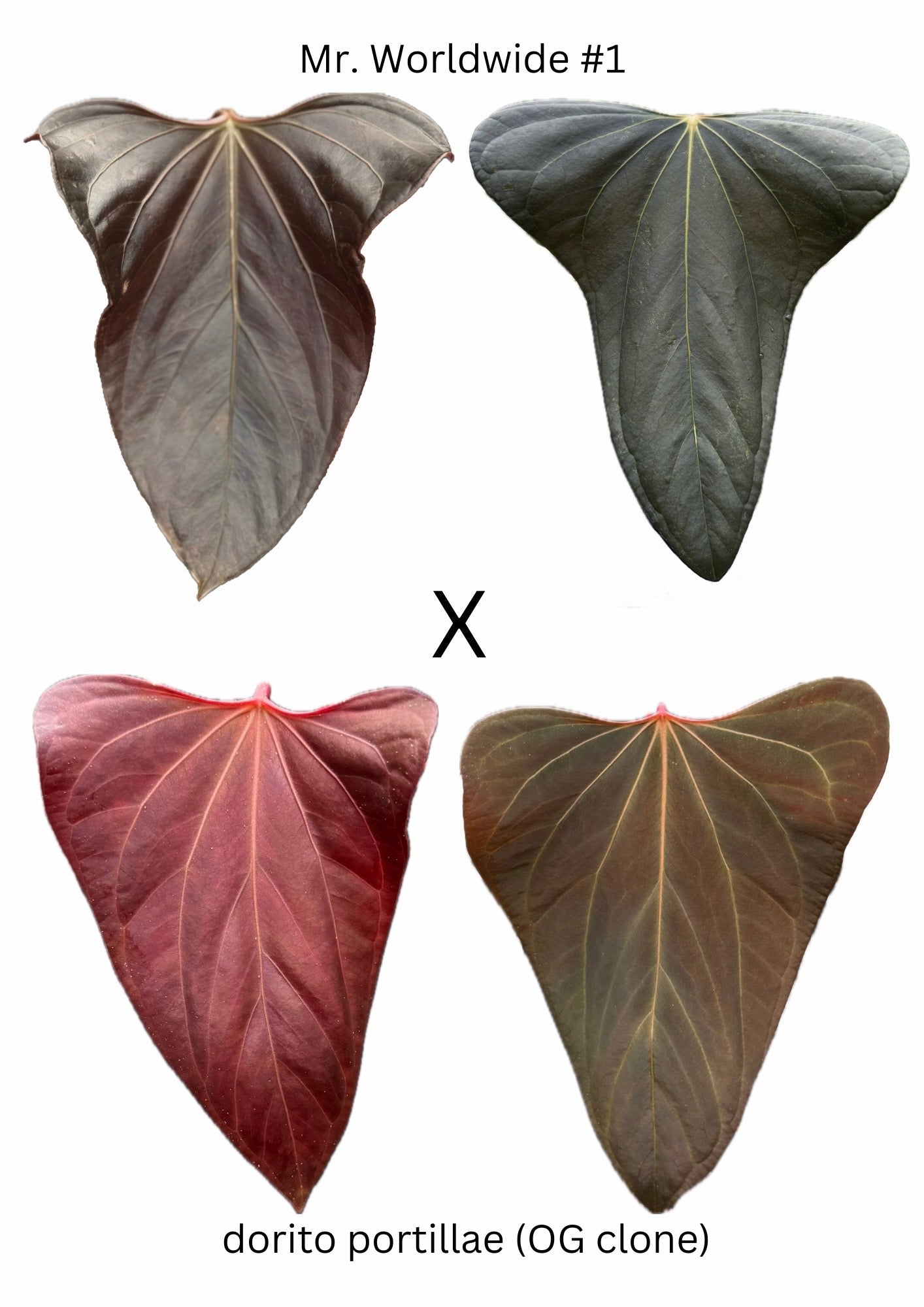 Anthurium Mr. Worldwide x dorito port (3 germinated seeds)