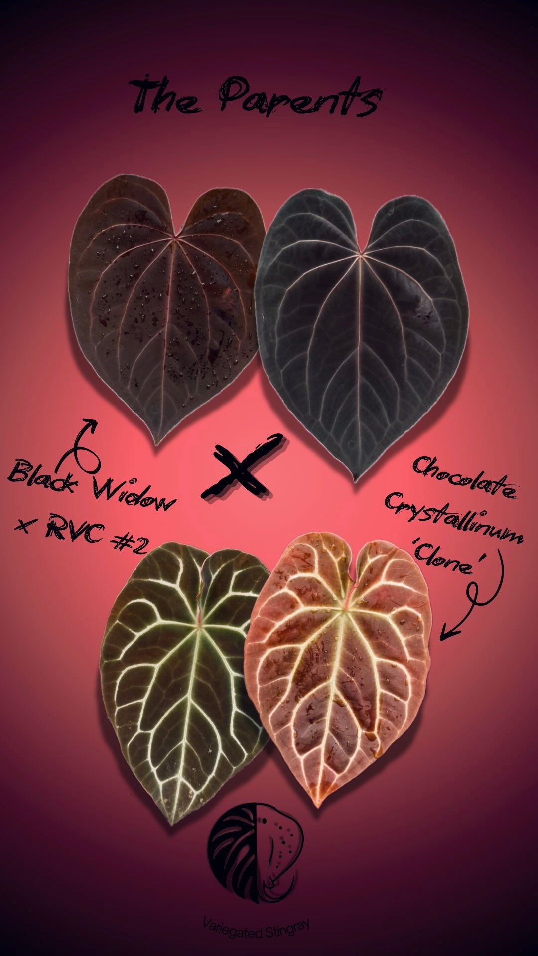 Anthurium (BWxRVC #2) x chocolate clone