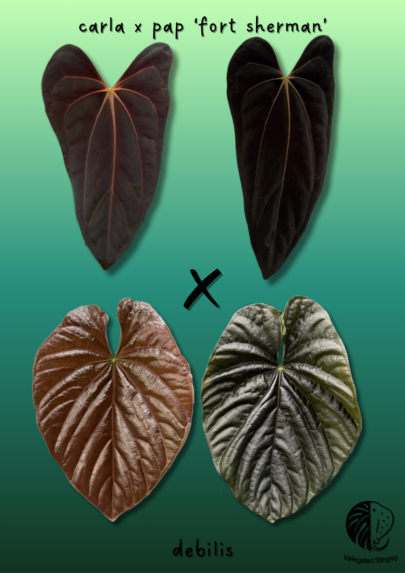 A. (carla x pap) x debilis