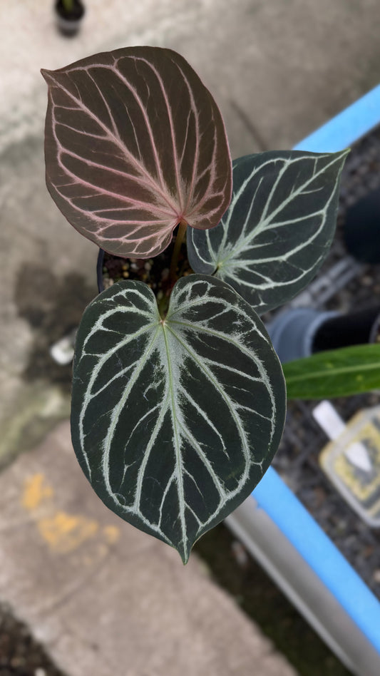 Anthurium King of Spades (select holdback)