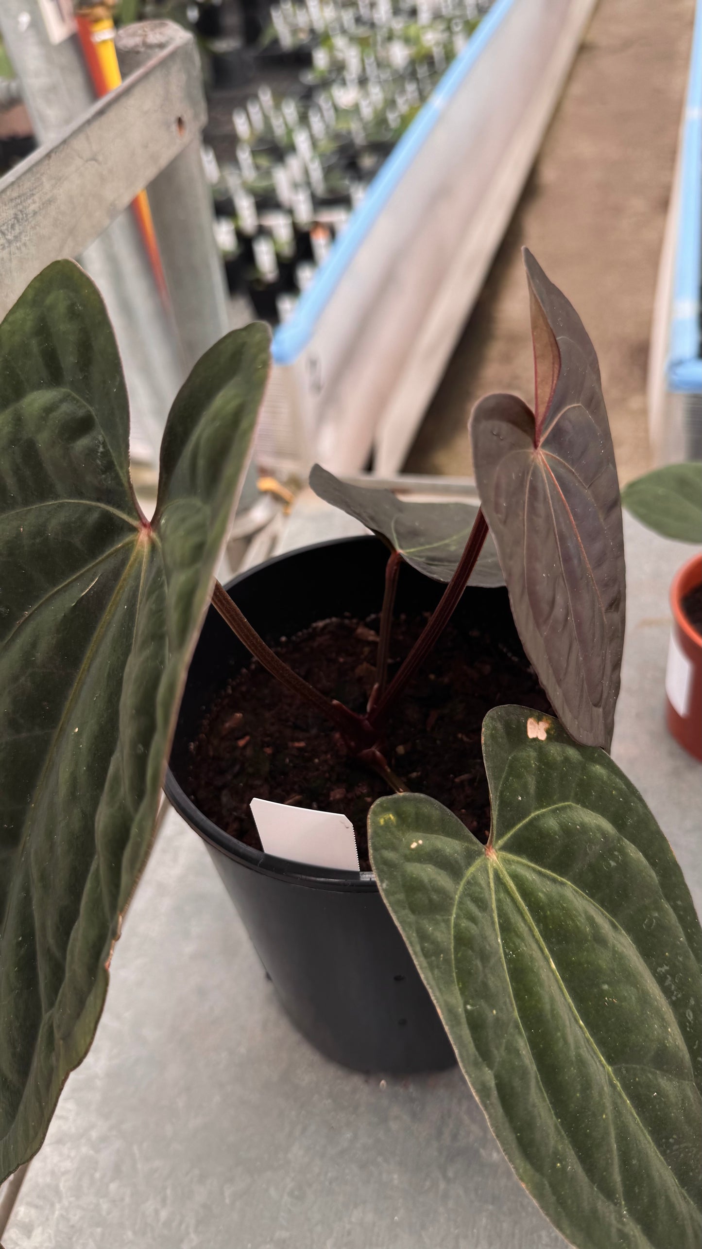 (dressleri x carla 'Amanda') x RVDP