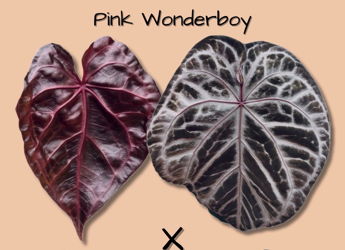 Pink Wonderboy clone