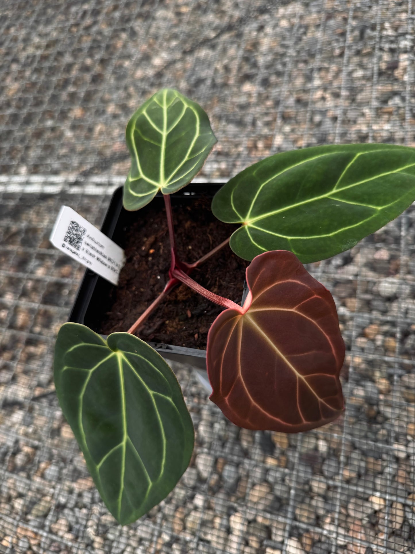 carla WU1 x (Black Widow x RVC)