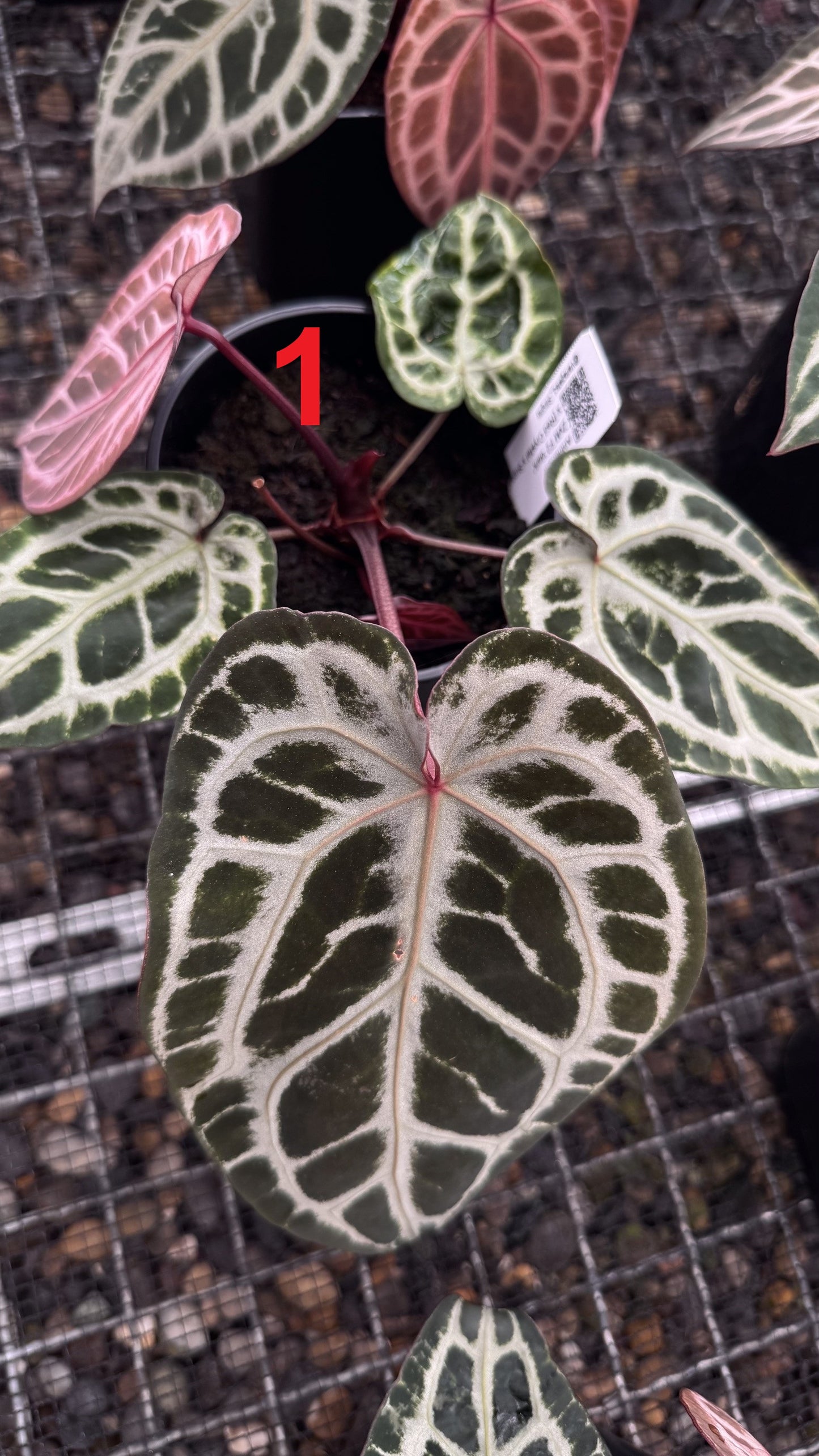 ZxM x (RC x Super Silver)