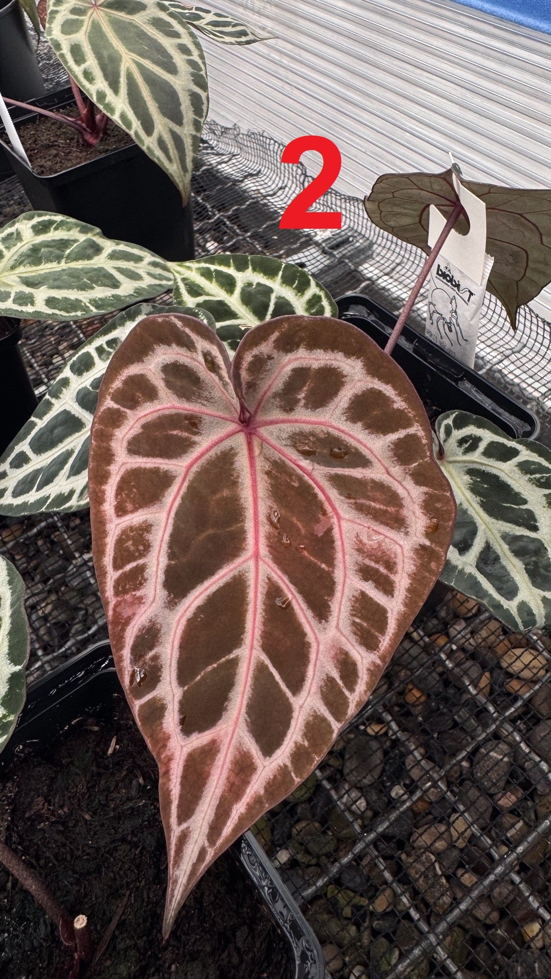 ZxM x (RC x Super Silver)