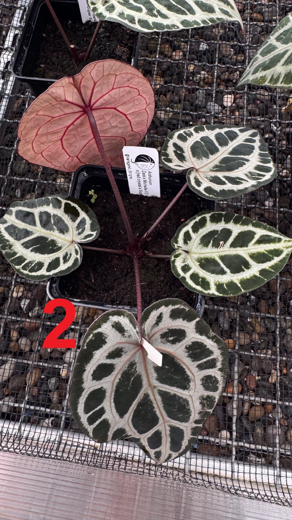 ZxM x (RC x Super Silver)