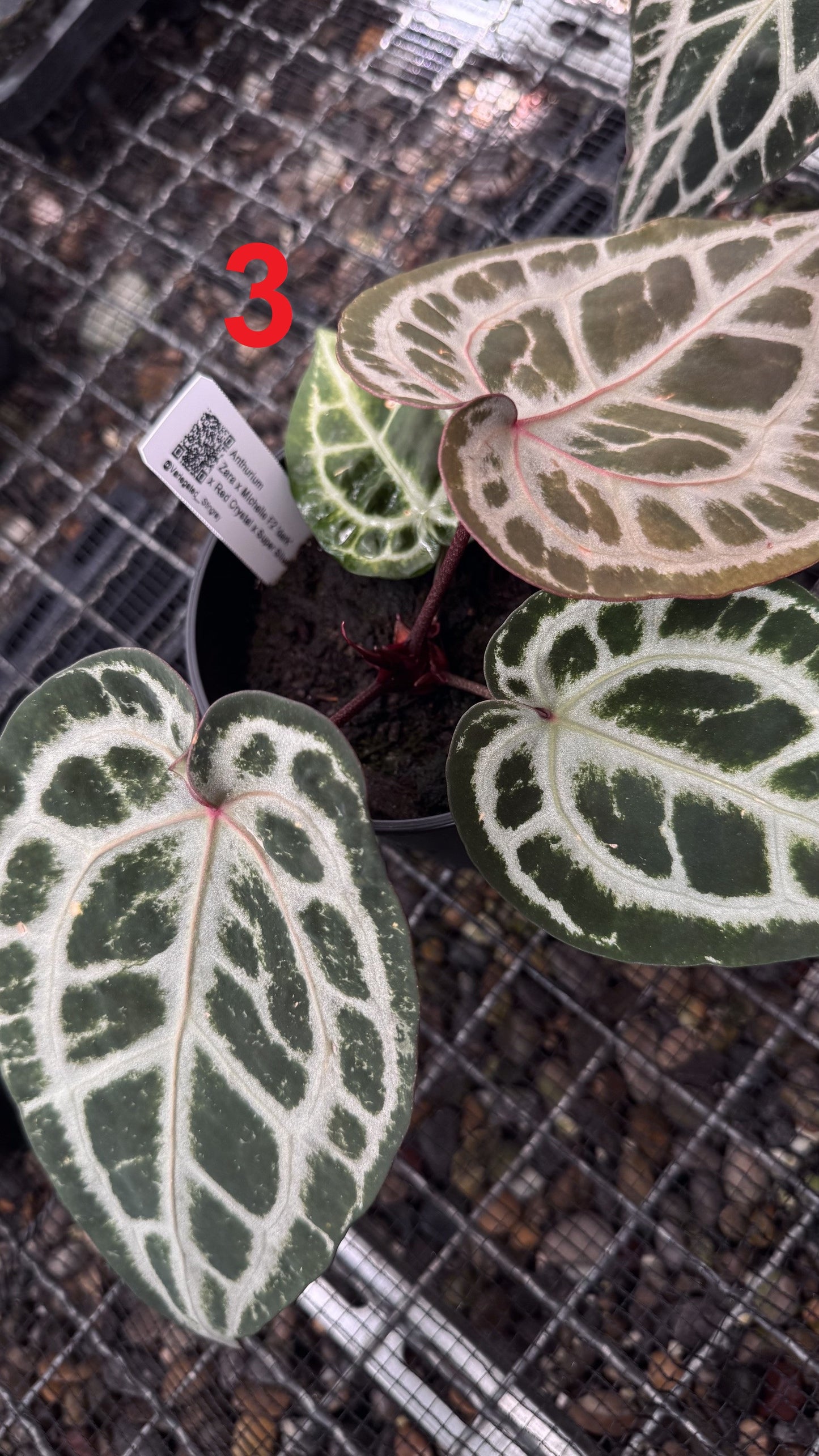 ZxM x (RC x Super Silver)