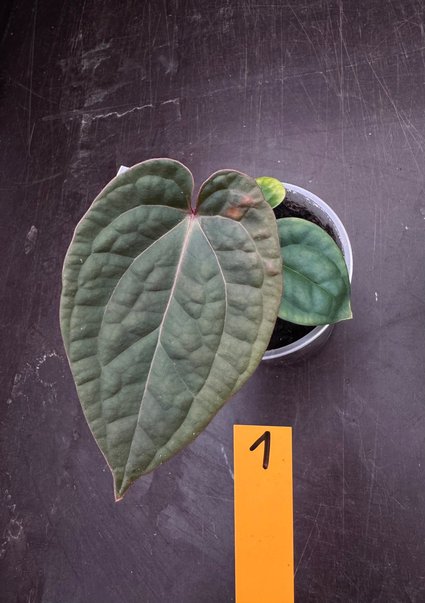ZxM x luxurians