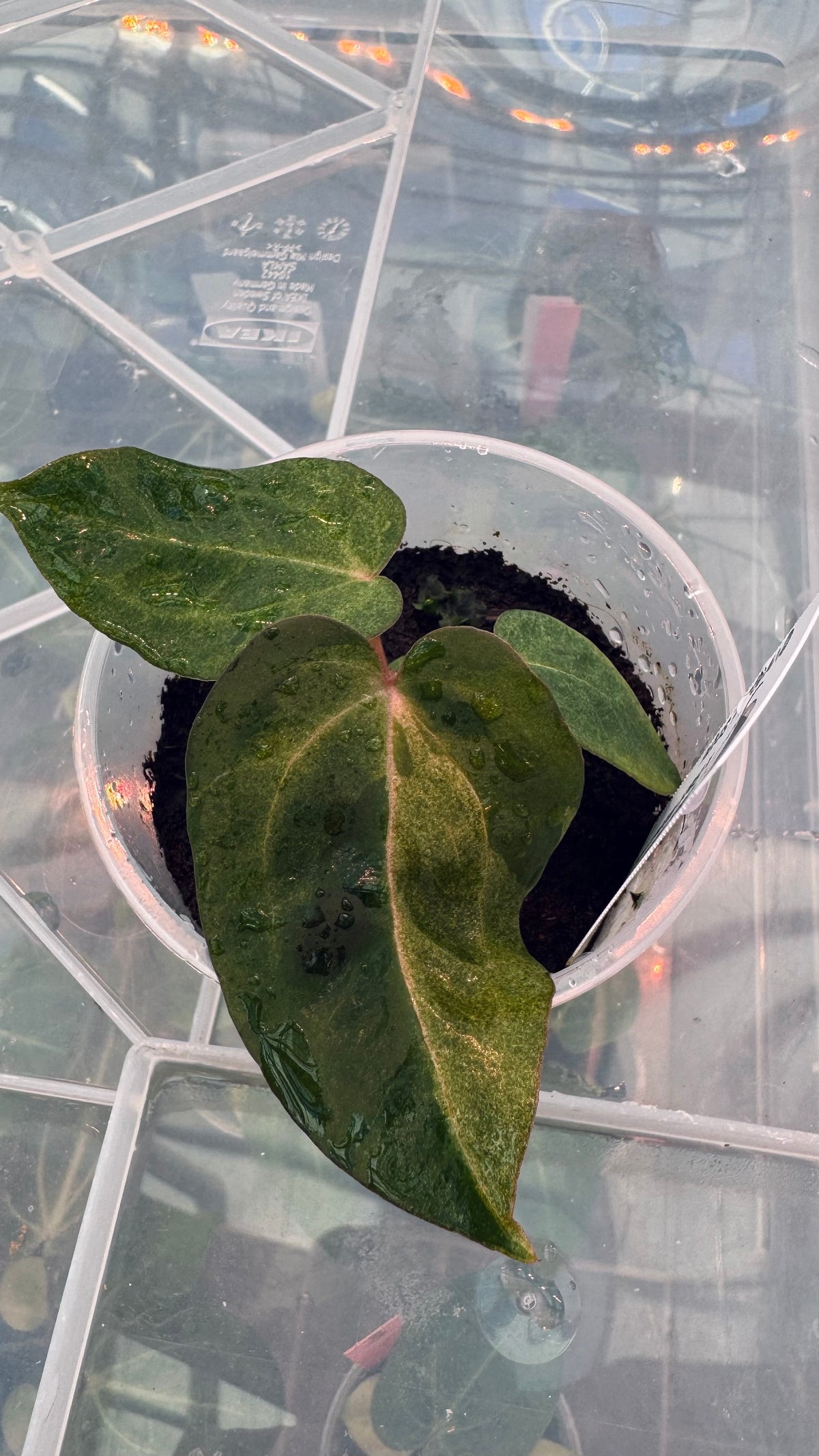 variegated (Black Widow x Michelle) x (Black Widow x RVC)