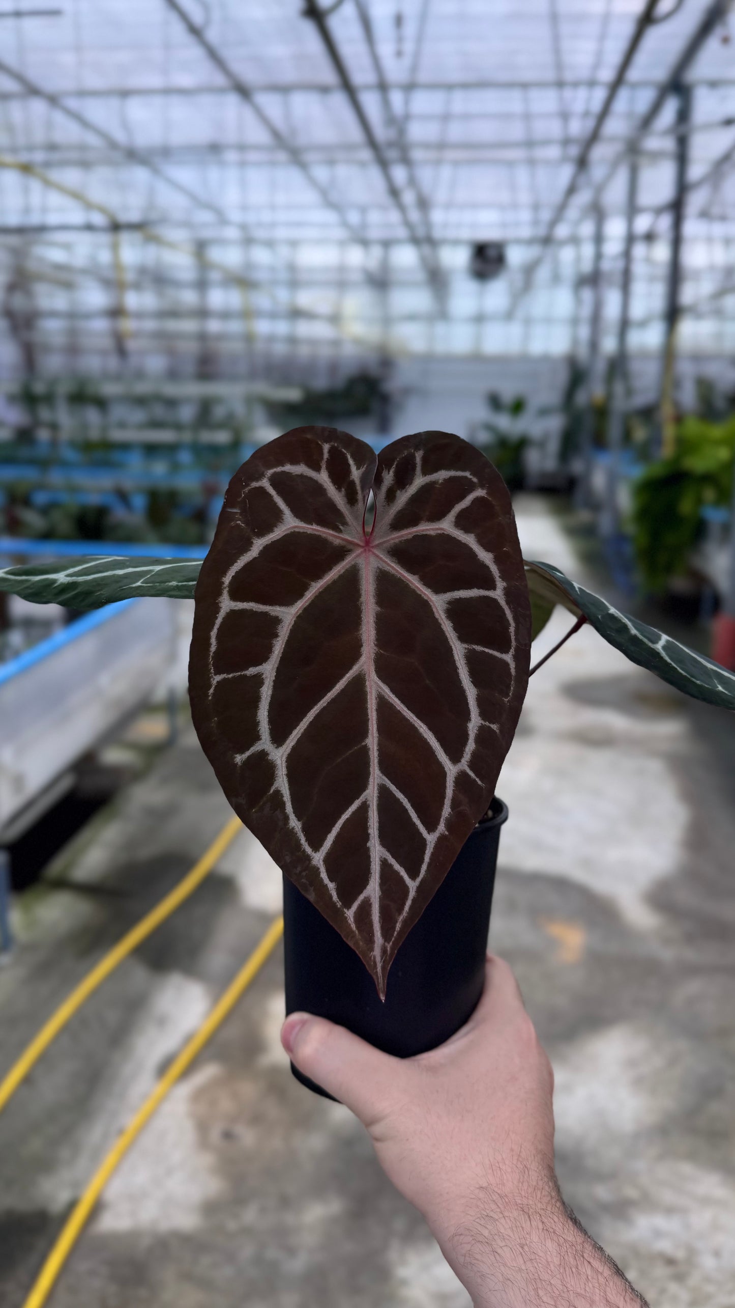 Anthurium Michelle x Savannah