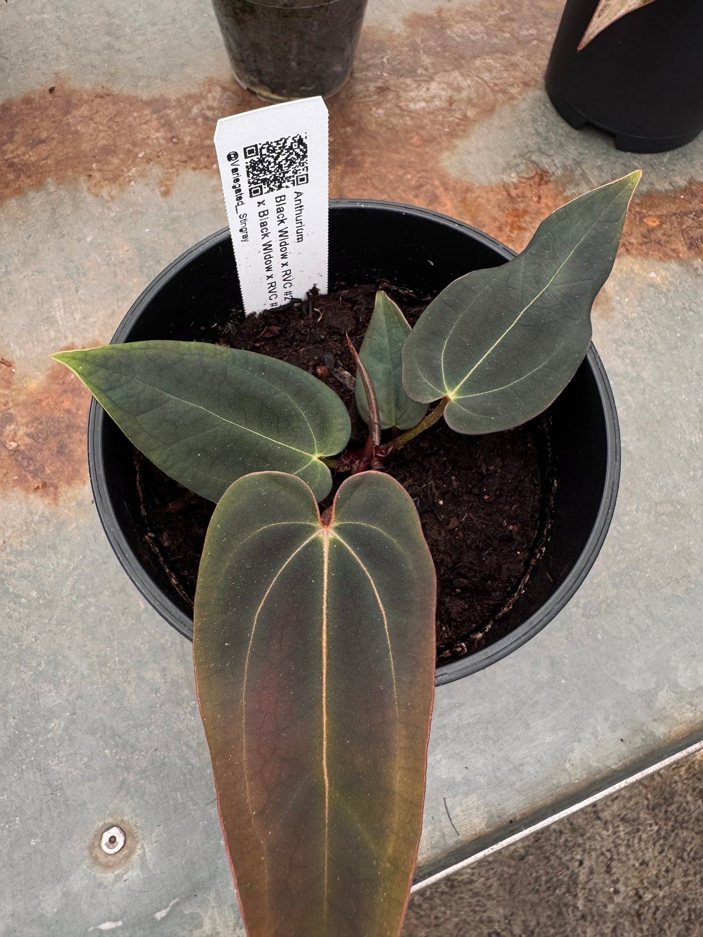 Black Widow x RVC F2