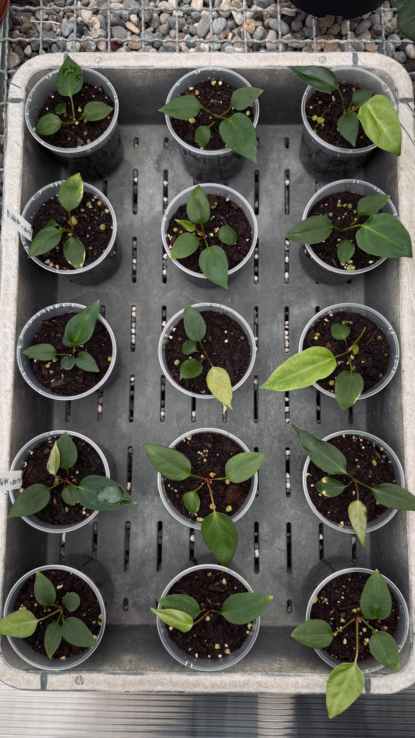 Mr. Worldwide x Dorito portillae