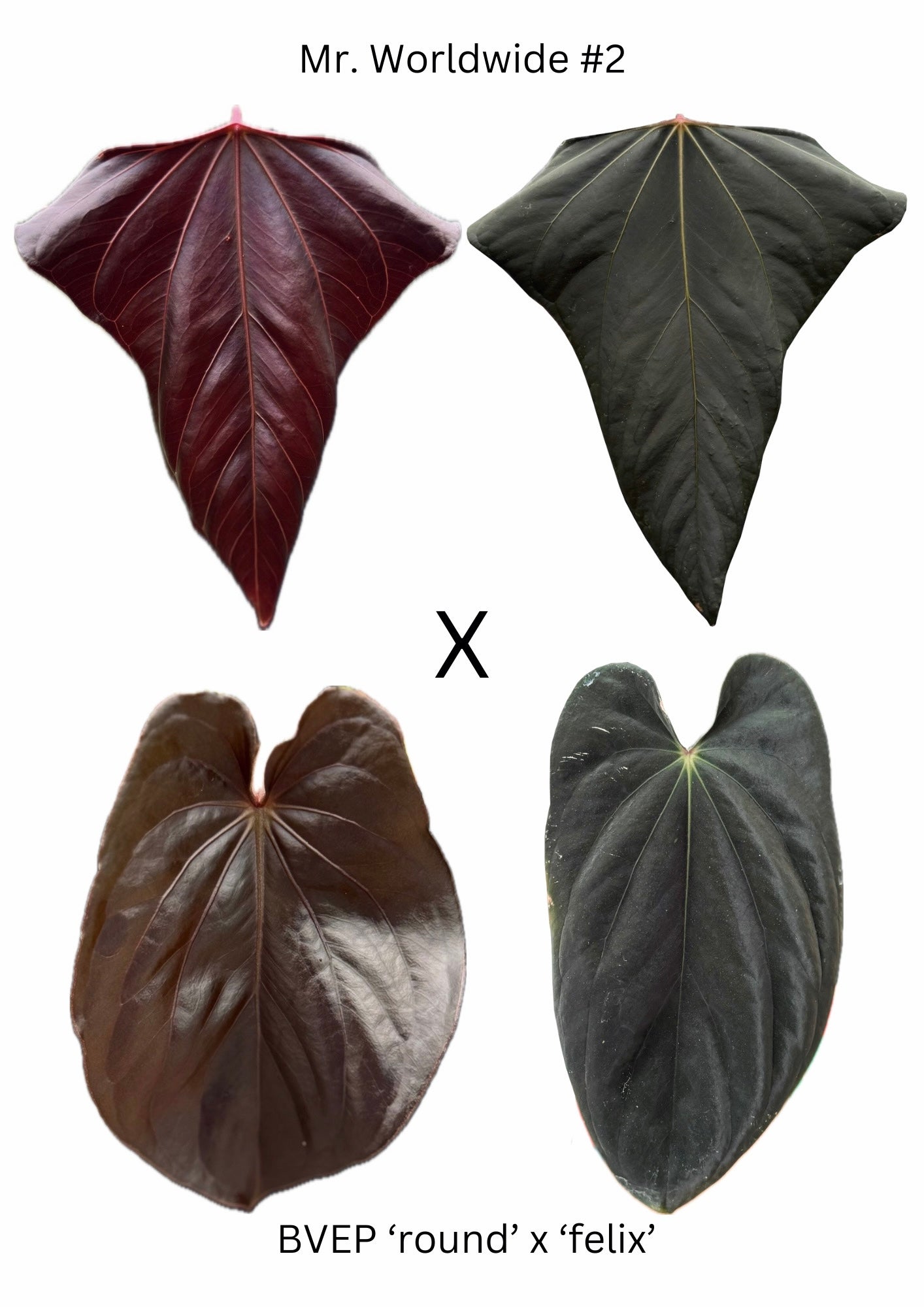 Anthurium Mr. Worldwide x BVEP (3x 1-leaf seedlings)