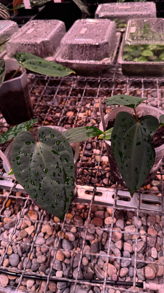 (dress x carla) x RVDP