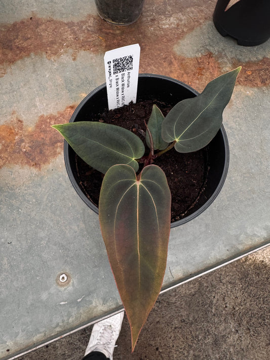 Black Widow x RVC F2