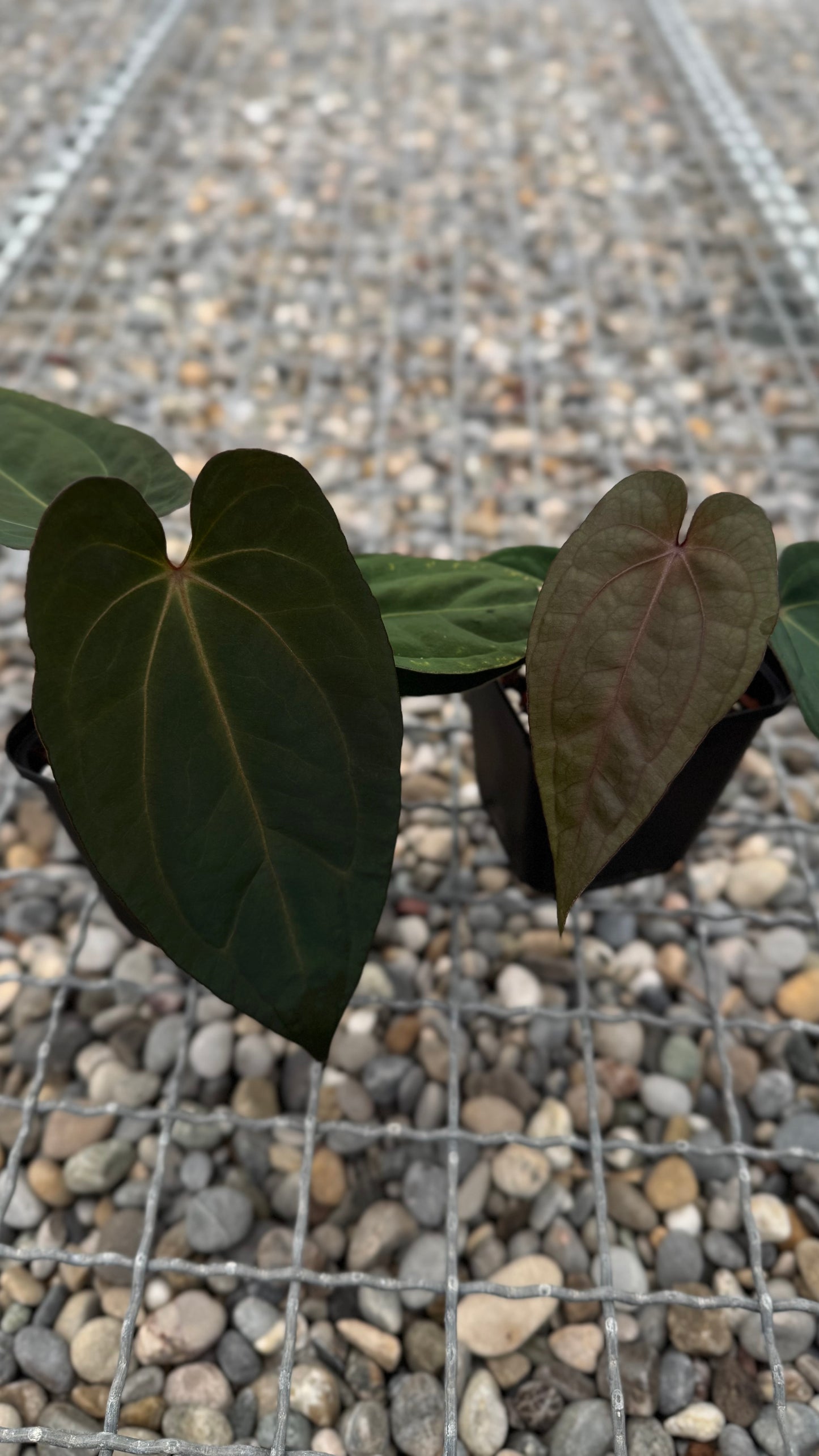 Anthurium ([dress x carla] x BVEP) x Savannah