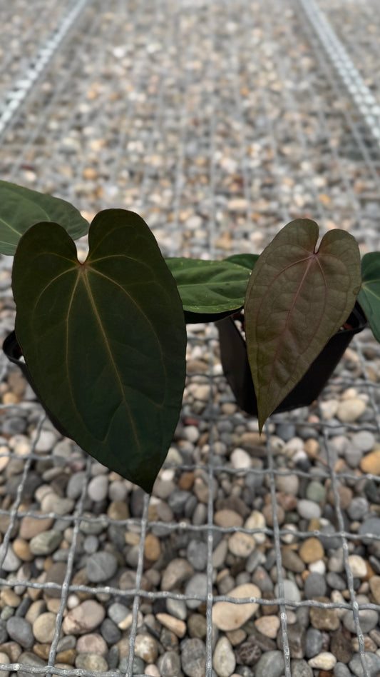 Anthurium ([dress x carla] x BVEP) x Savannah