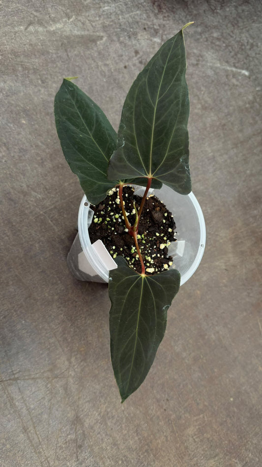 Anthurium papillilaminum RL self flat/orange