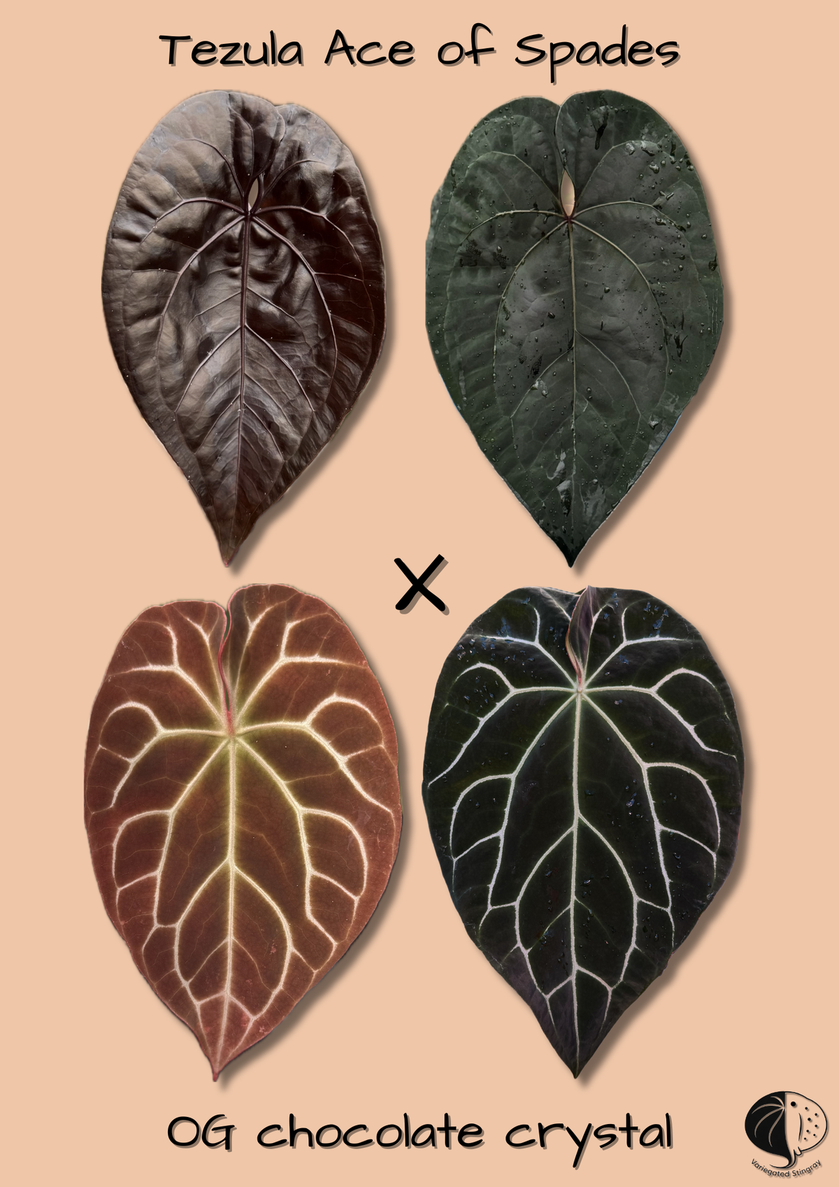 Tezula AoS x OG chocolate