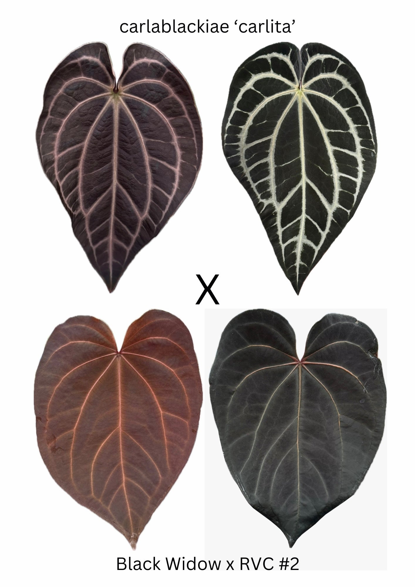 Anthurium carlablackiae x (Black Widow x RVC #2) (3 1-leaf seedlings)
