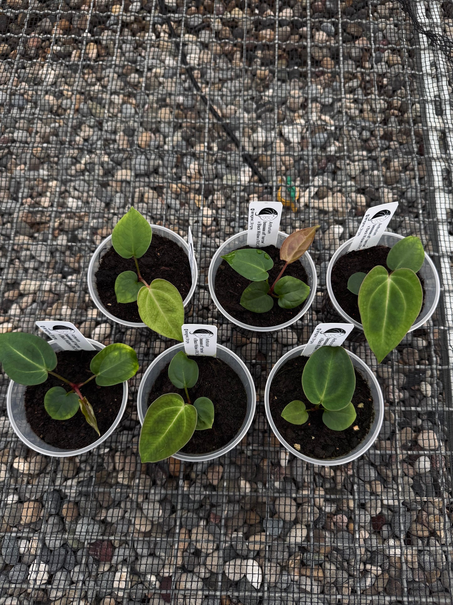 besseae aff x (Black Widow x RVC)