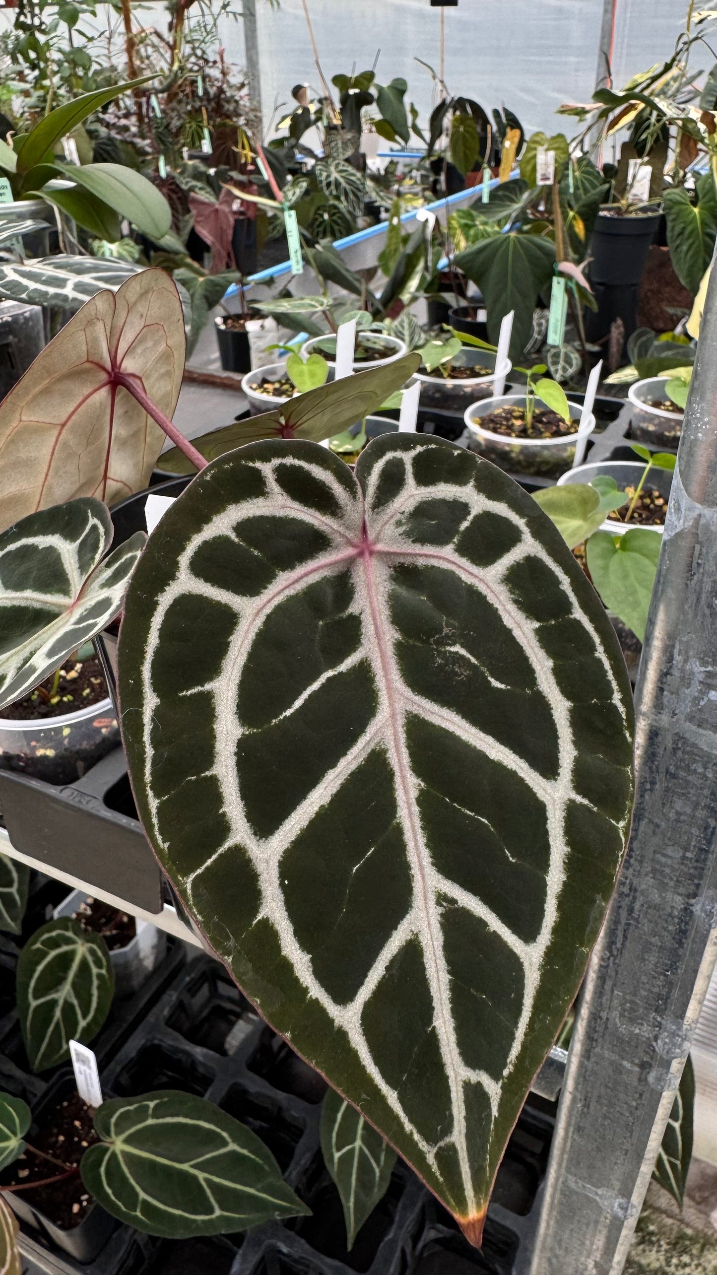 Anthurium ZxM x Michelle