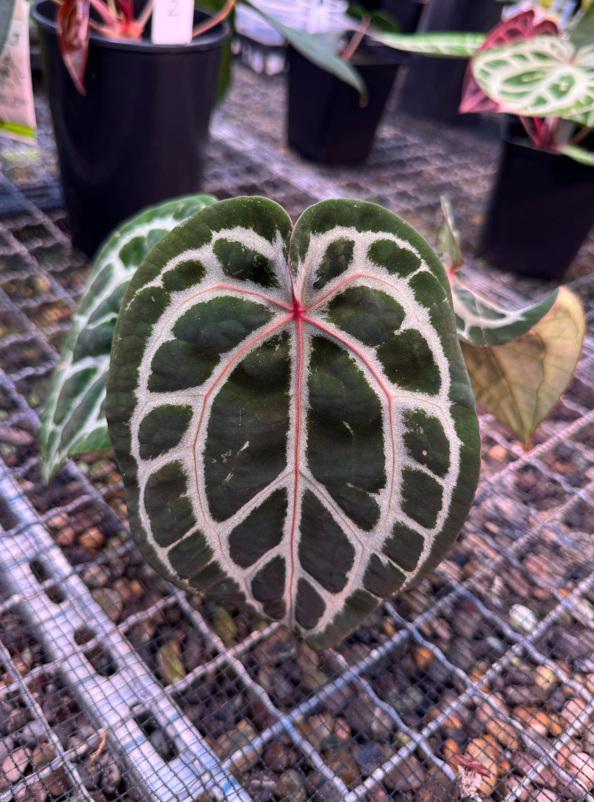 ZxM 'Bleeding Heart' x Michelle