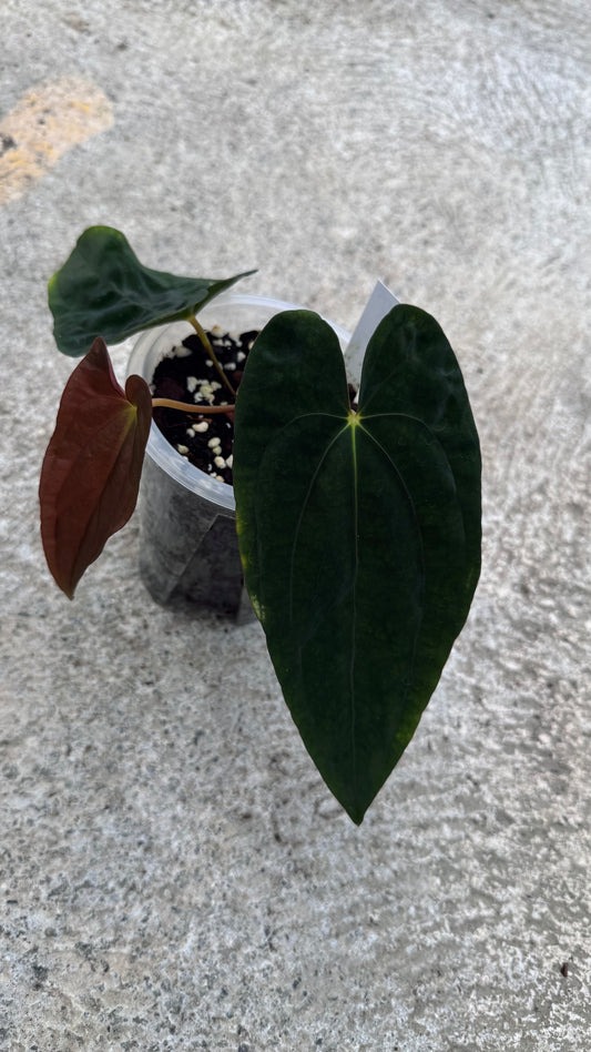 Anthurium "Eyewall" clone