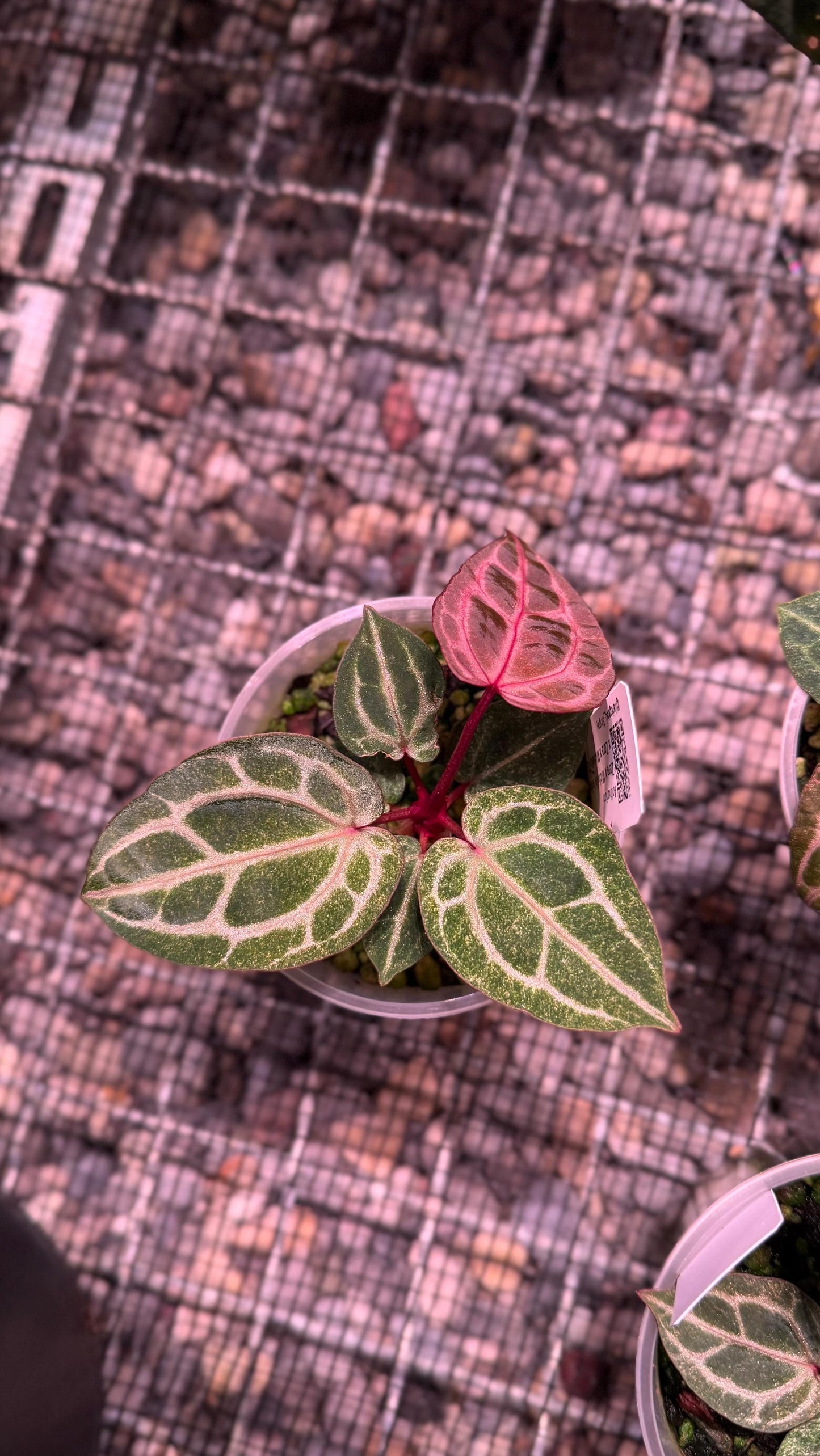A. ZxM 'Bleeding Heart' x ZxM 'dark' - MINT