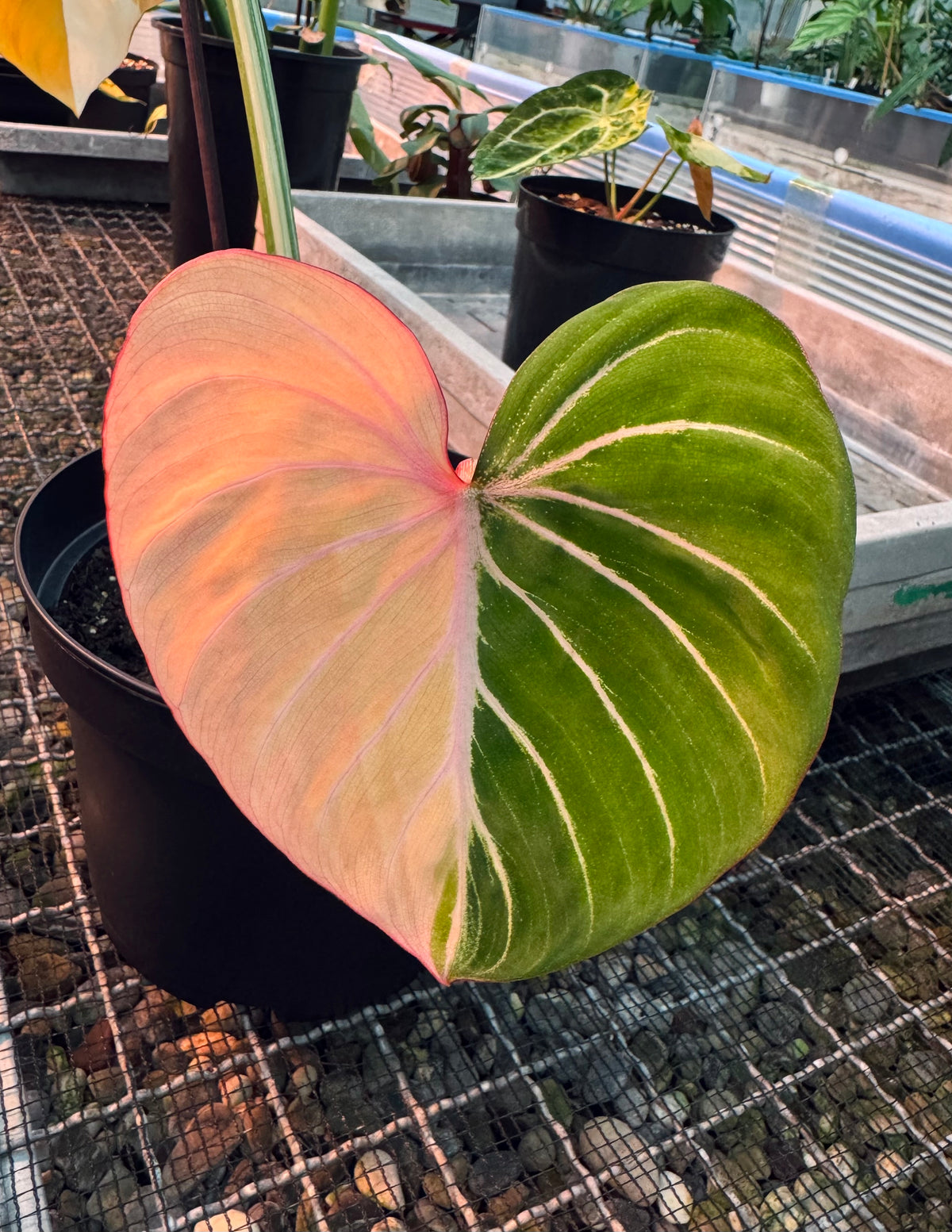 Philodendron gloriosum albo var.