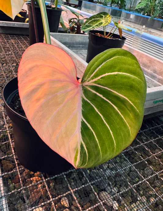 Philodendron gloriosum albo var.