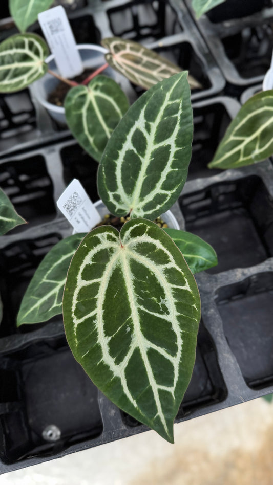 Anthurium carlablackiae RA5x10 self (blister var.)