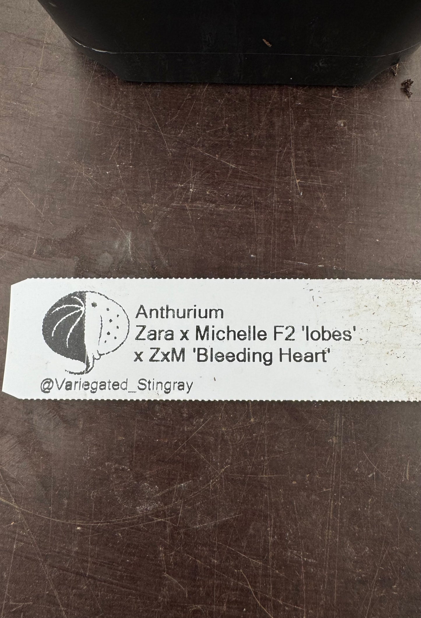 ZxM F2 'lobes' x 'Bleeding Heart'