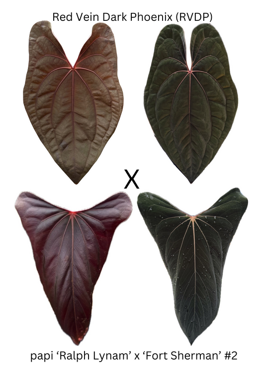 Anthurium RVDP x papi RLFS (3 germinated seeds)