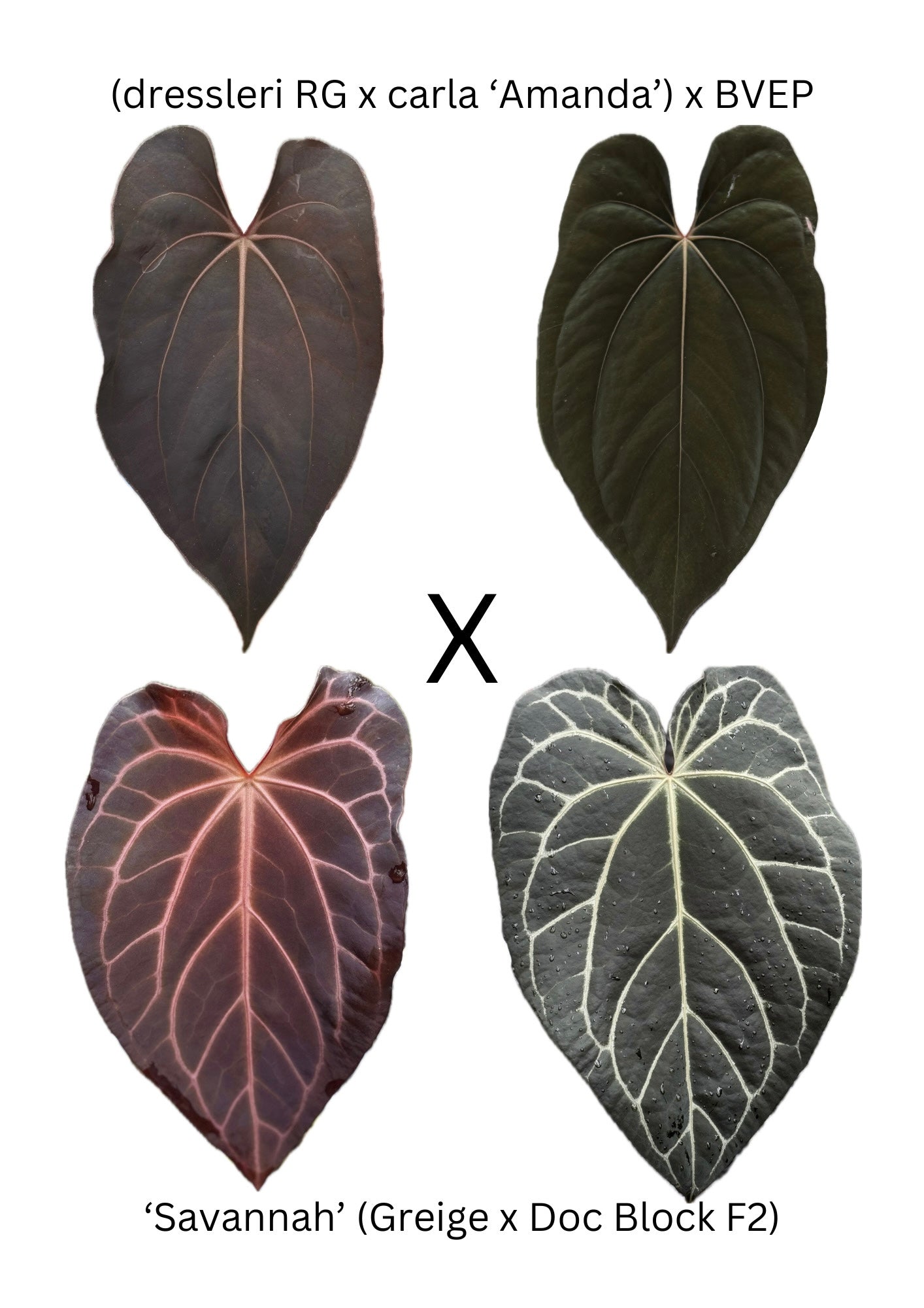 Anthurium ([dress x carla] x BVEP) x Savannah