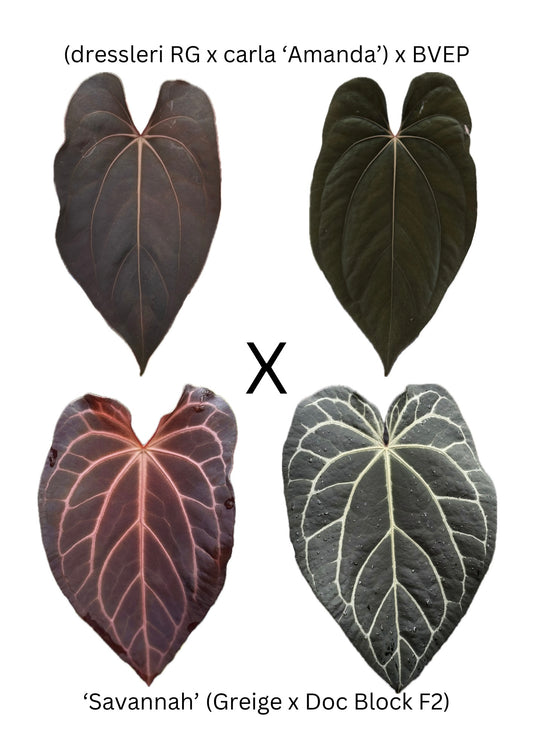 Anthurium ([dress x carla] x BVEP) x Savannah