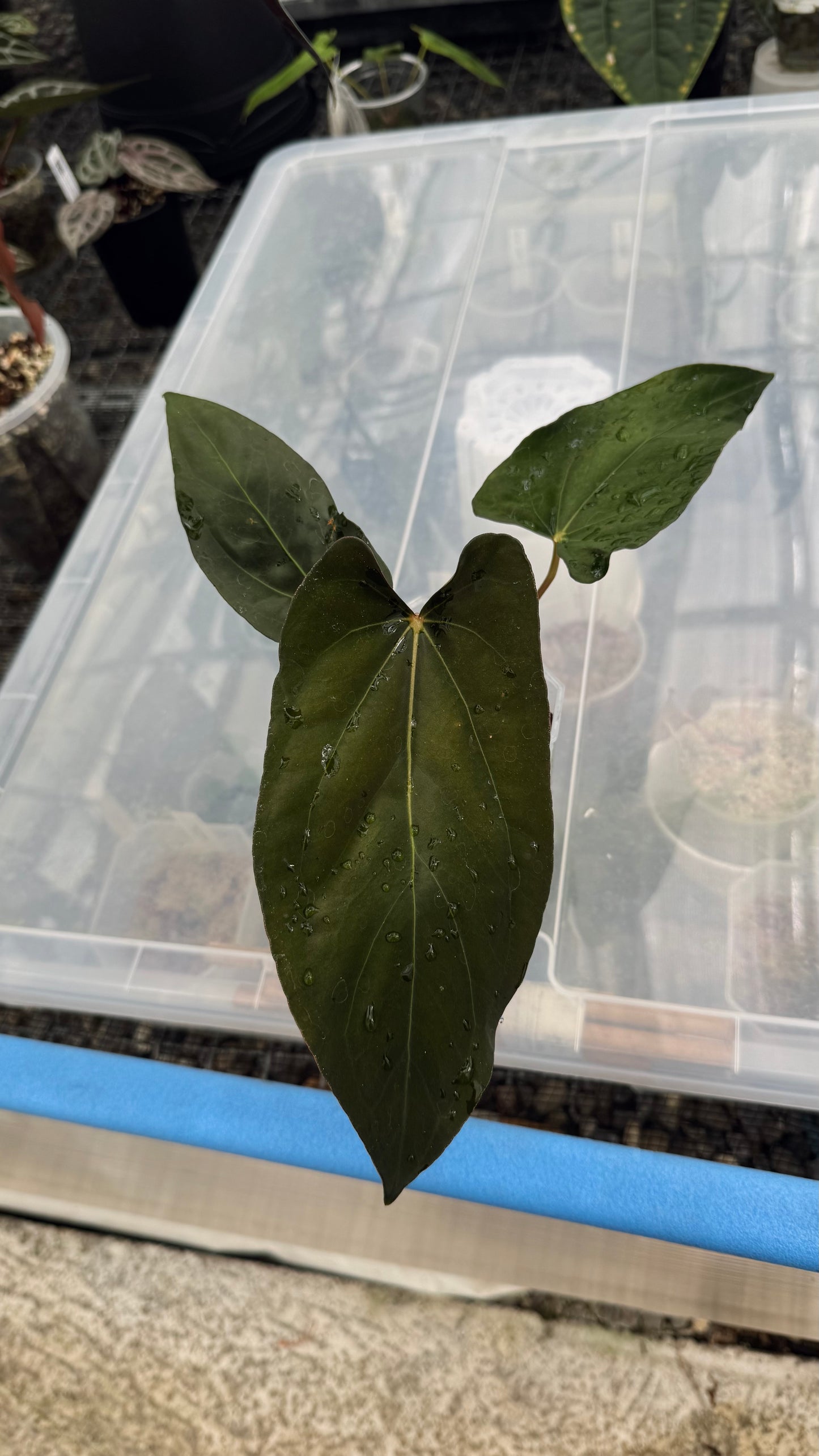 Anthurium (carla x dressleri) x pap RL self