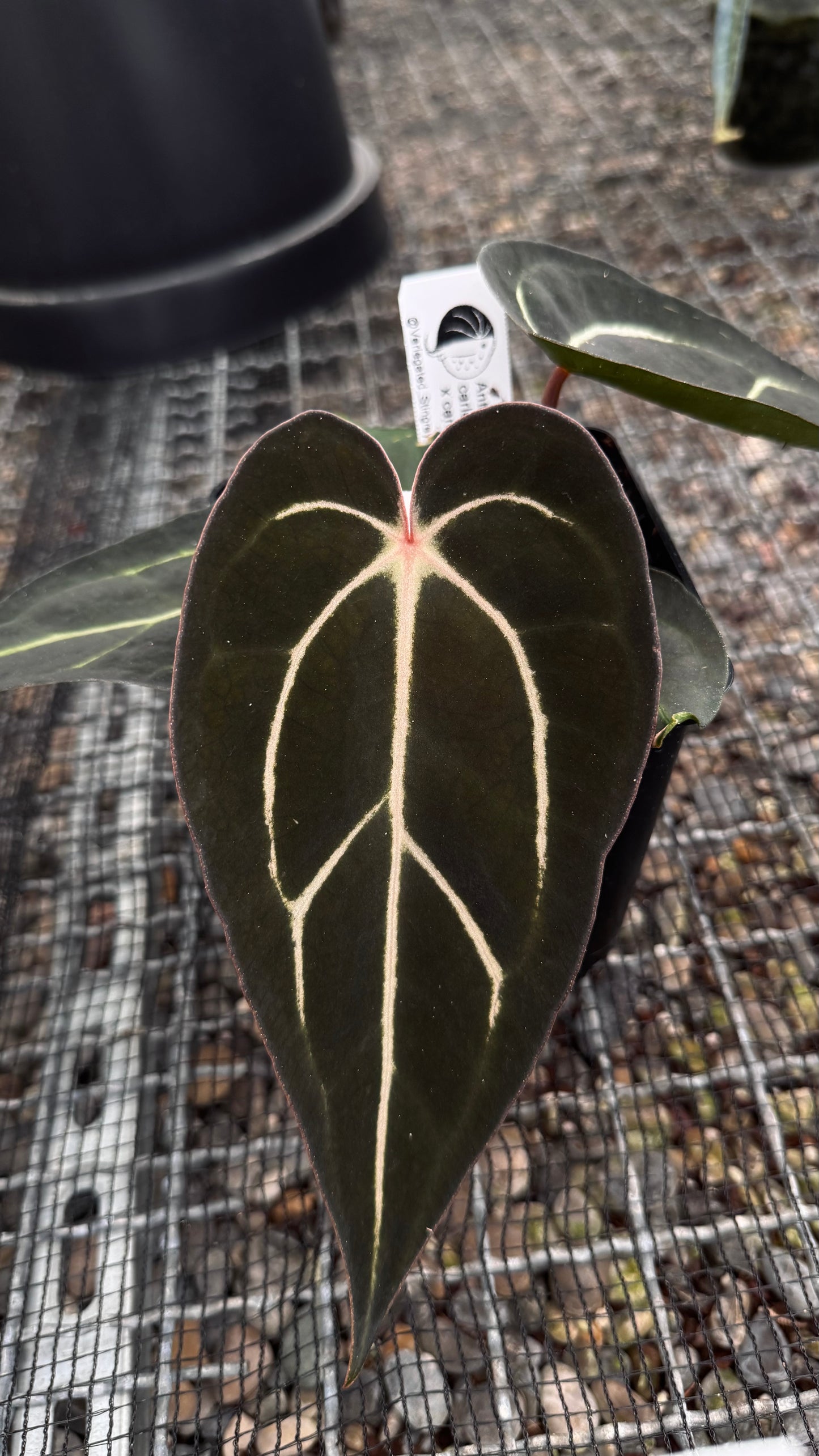 carlablackiae (round x GPH) x 'Amanda'