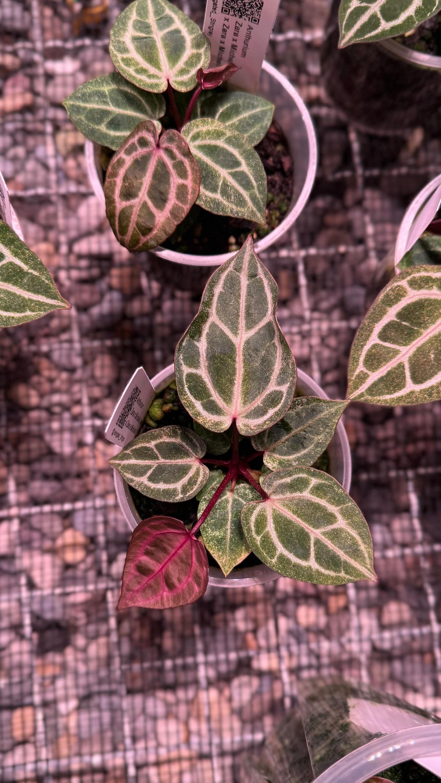 A. ZxM 'Bleeding Heart' x ZxM 'dark' - MINT