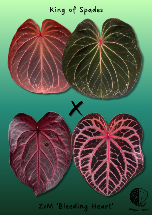 King of Spades x Bleeding Heart