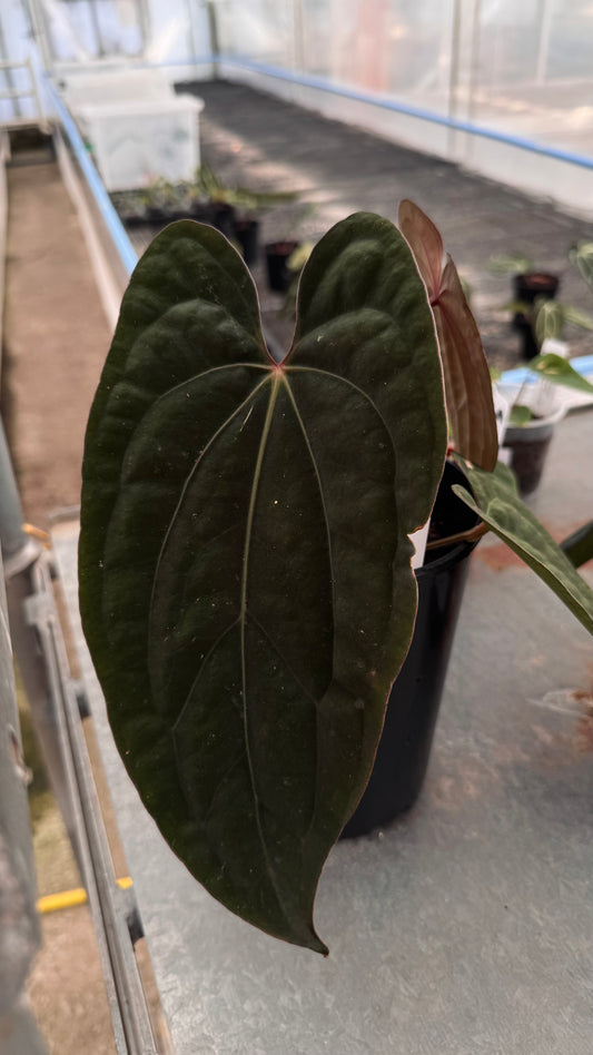 (dressleri x carla 'Amanda') x RVDP