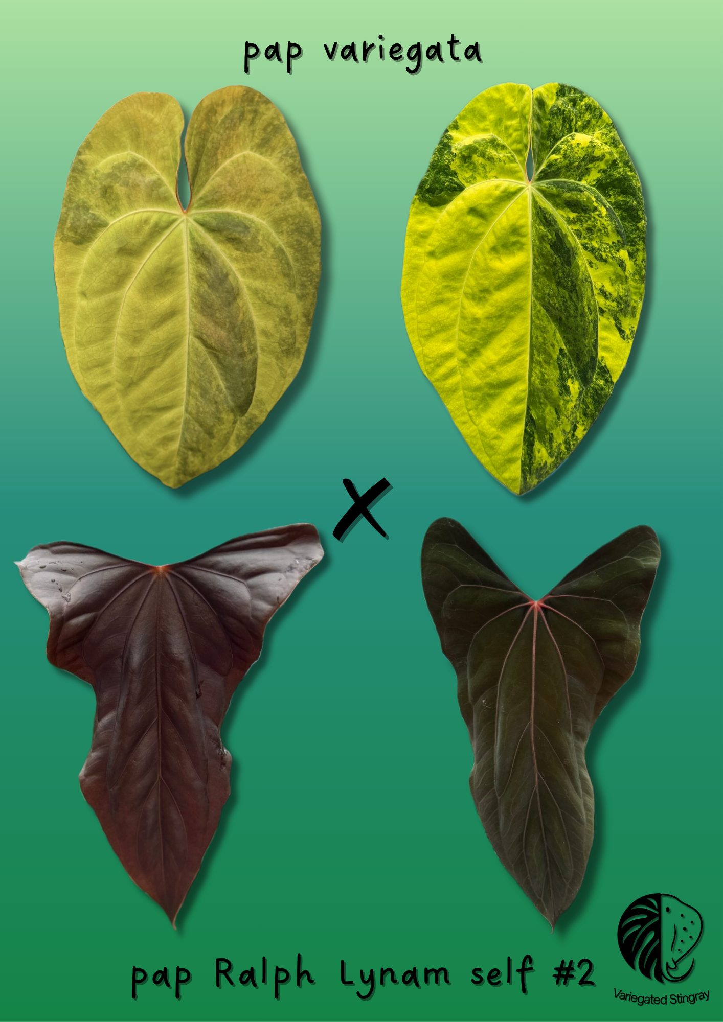 pap variegata x pap RL