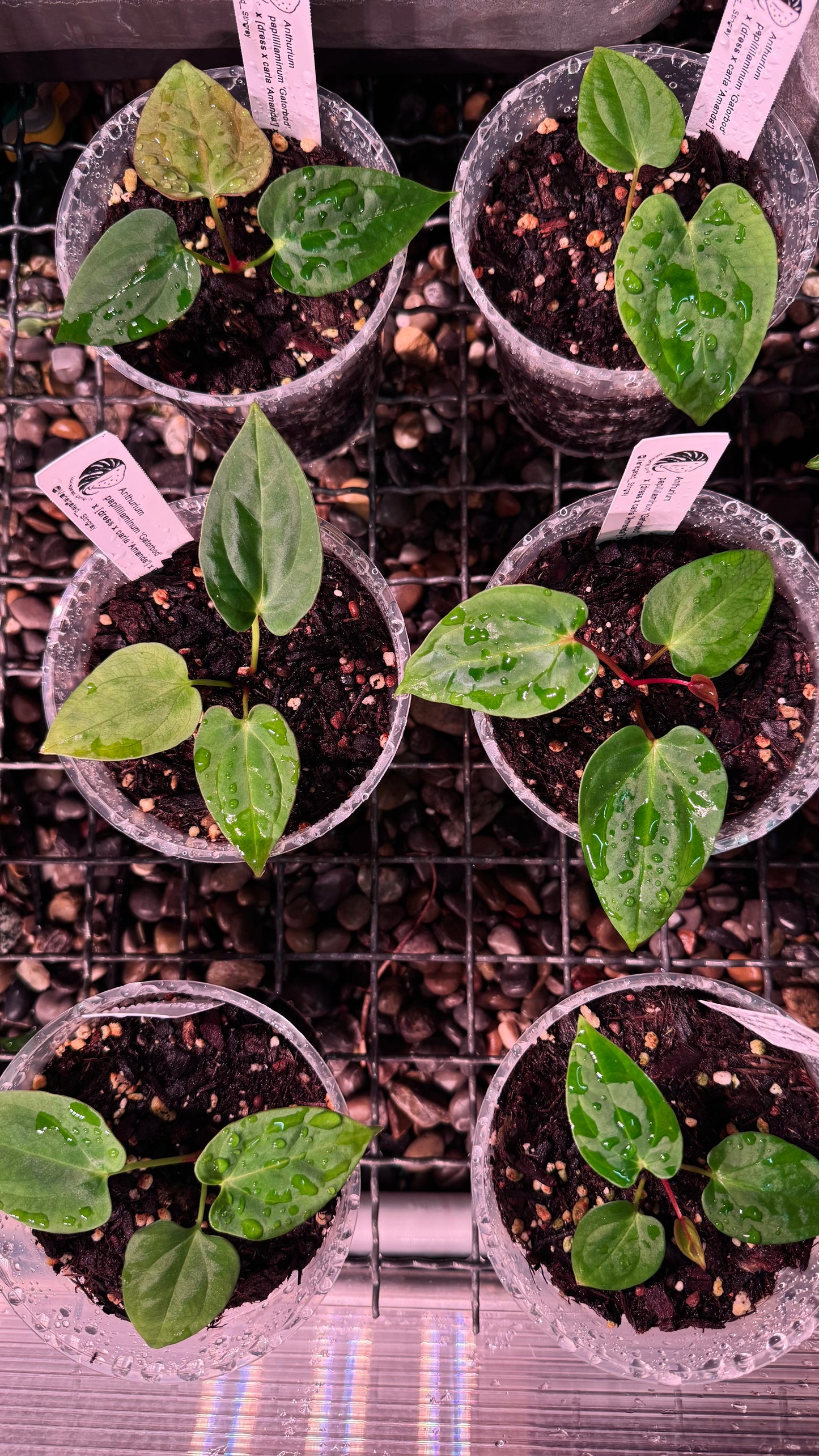 pap x ((dress x carla) x BVEP)