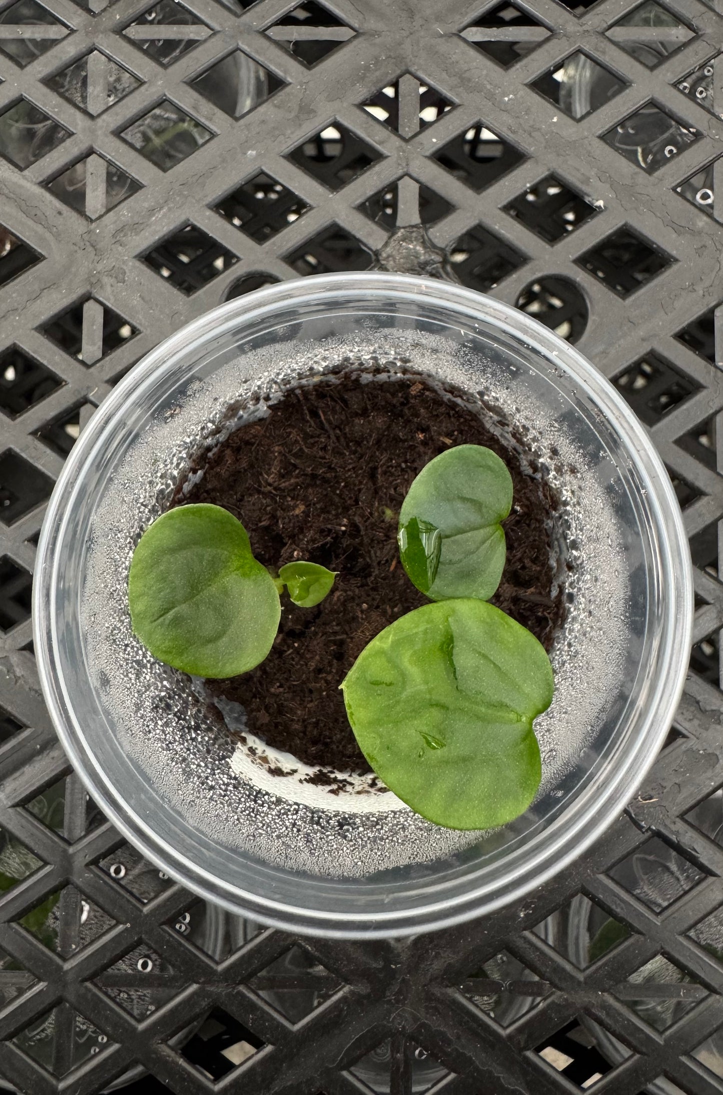 Anthurium Mr. Worldwide x debilis (3x 1-2 leaf seedlings)