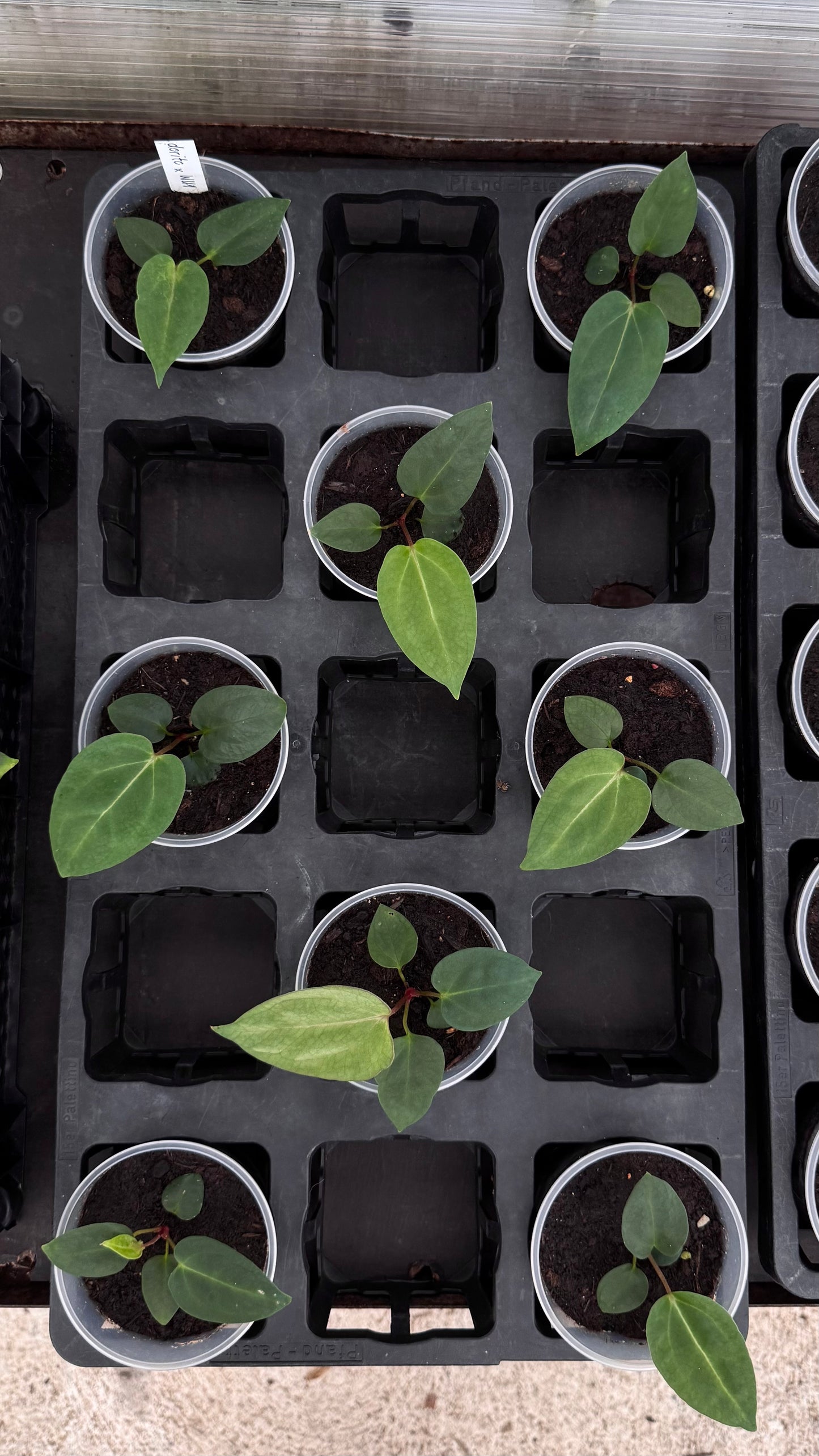 A. Dorito port x carlablackiae