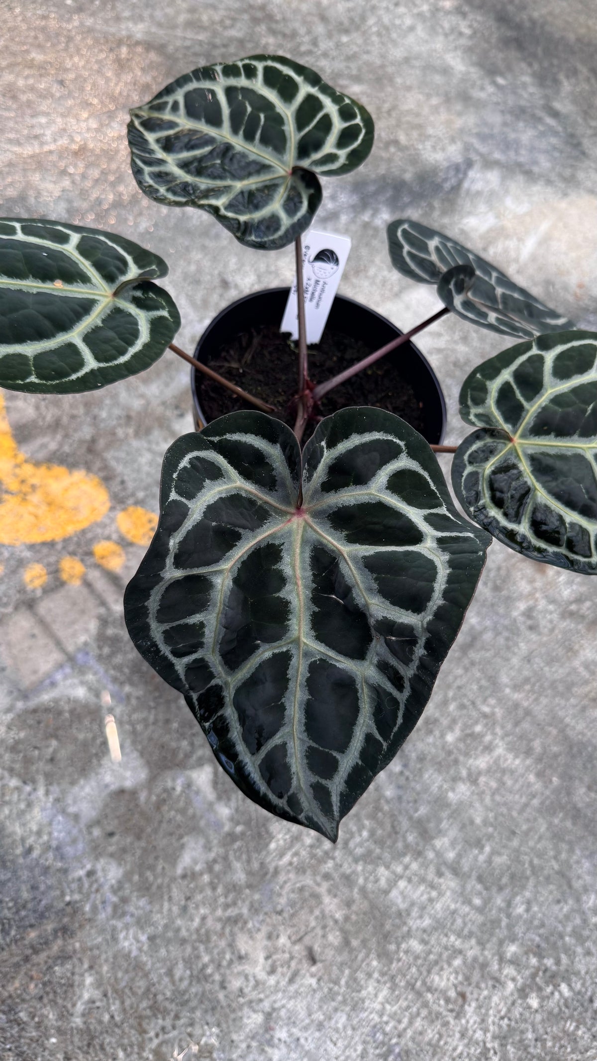 Michelle x ZxM 'lobes'